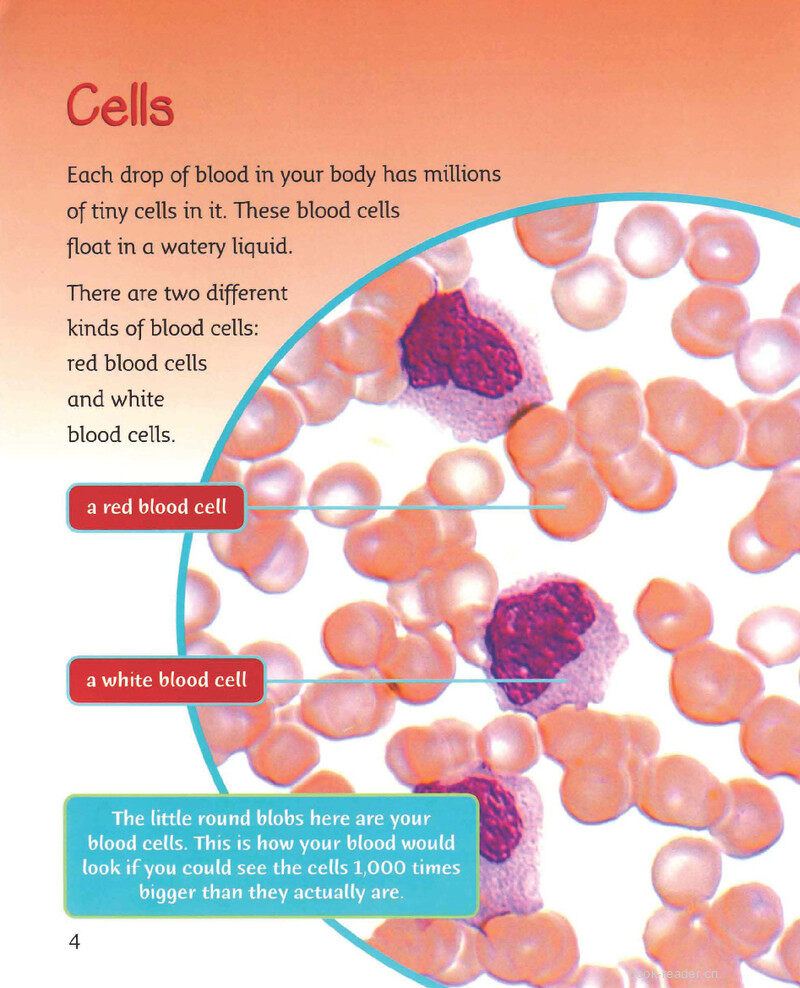 Blood绘本故事第5页