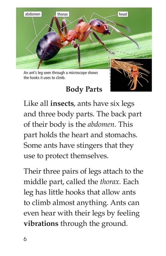 Awesome Ants绘本故事第5页
