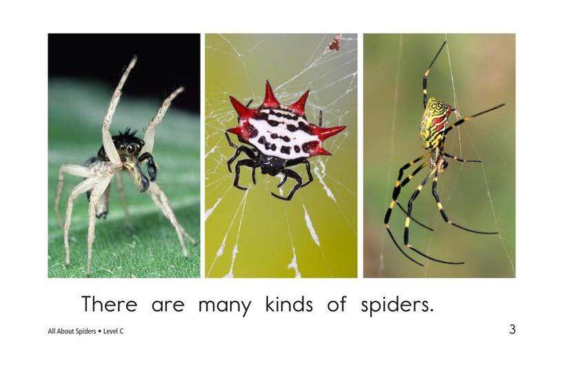 All About Spiders绘本故事第3页