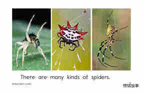 All About Spiders绘本故事第3页