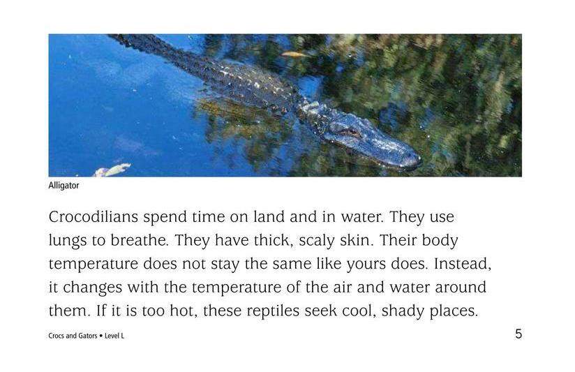 Crocs and Gators绘本故事第5页