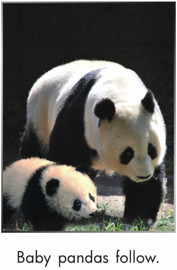 Pandas Grow Up绘本故事第5页