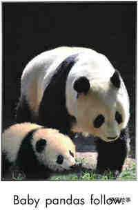 Pandas Grow Up绘本故事第5页