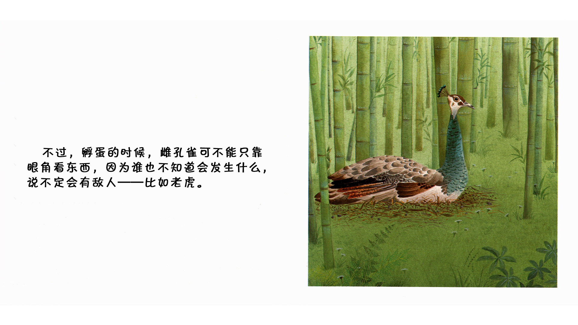 孔雀绘本故事第5页