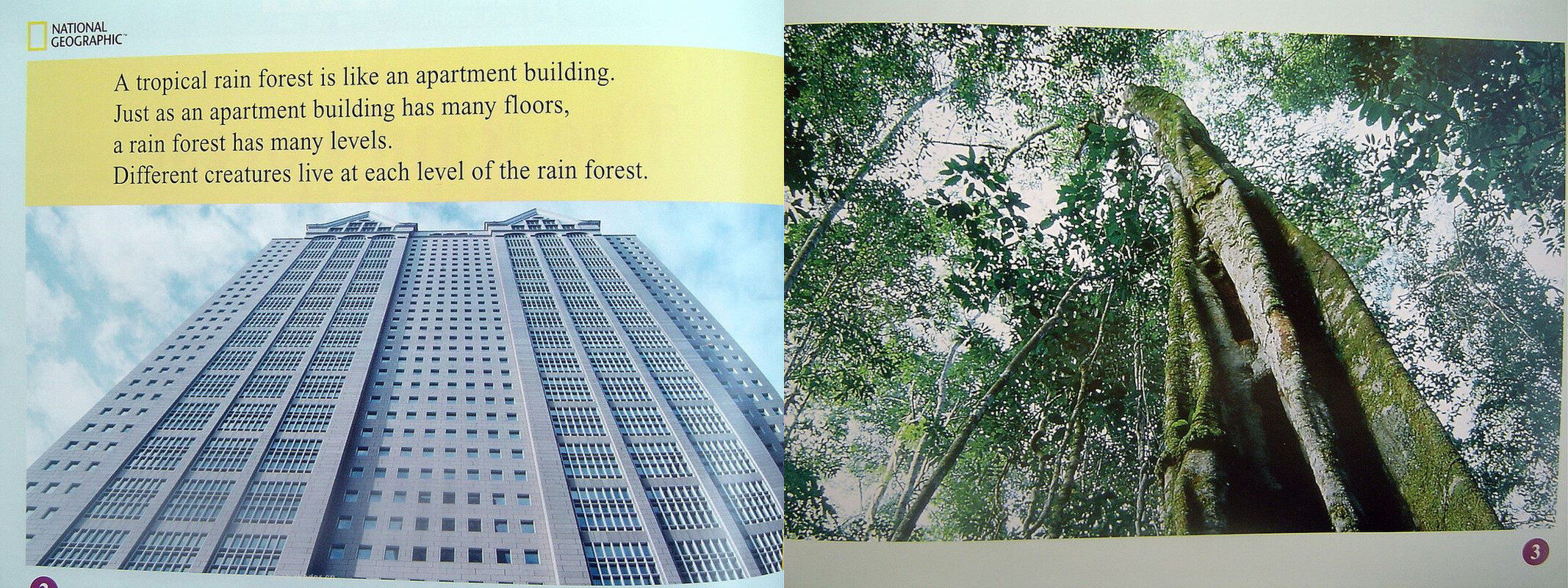 the rain forest绘本故事第3页