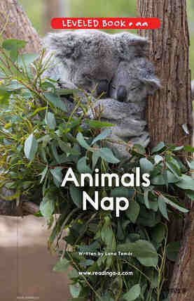 Animals Nap