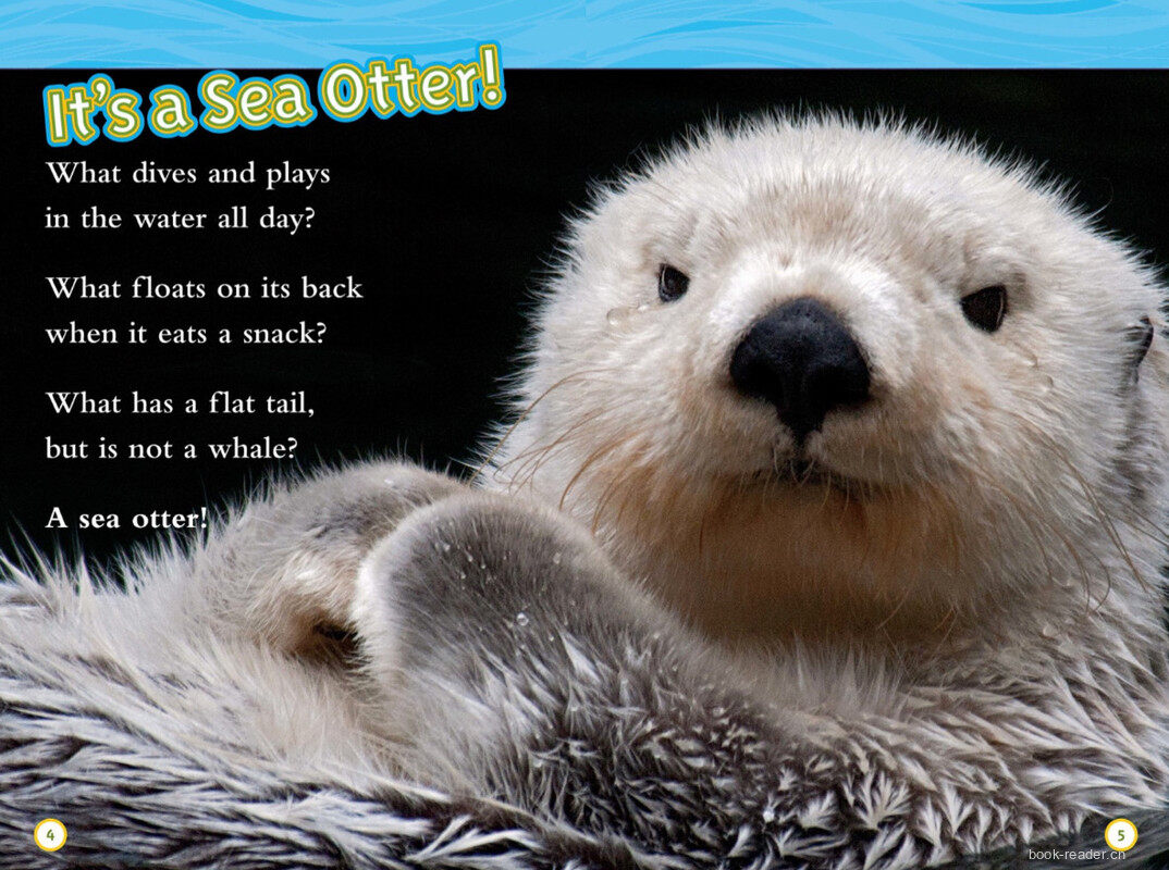 Sea Otters绘本故事第3页