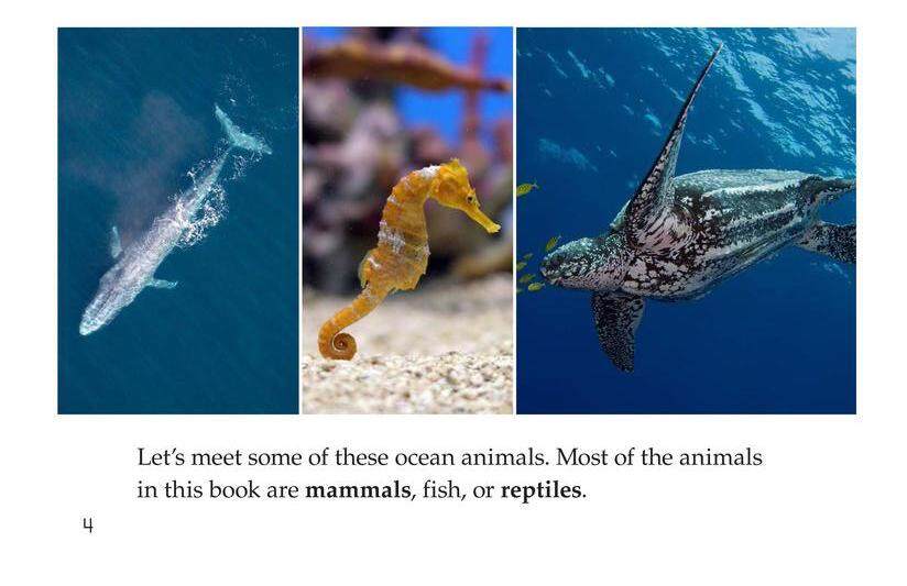 Ocean Animals绘本故事第4页