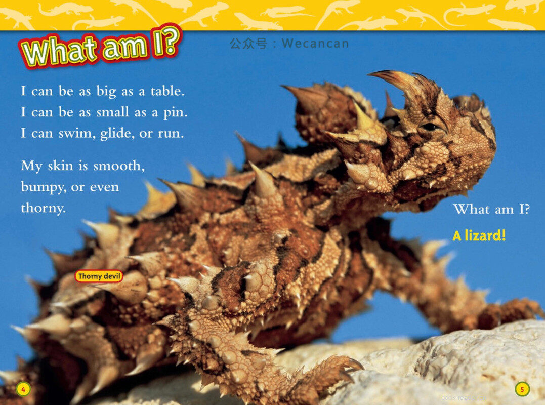 Lizards绘本故事第3页