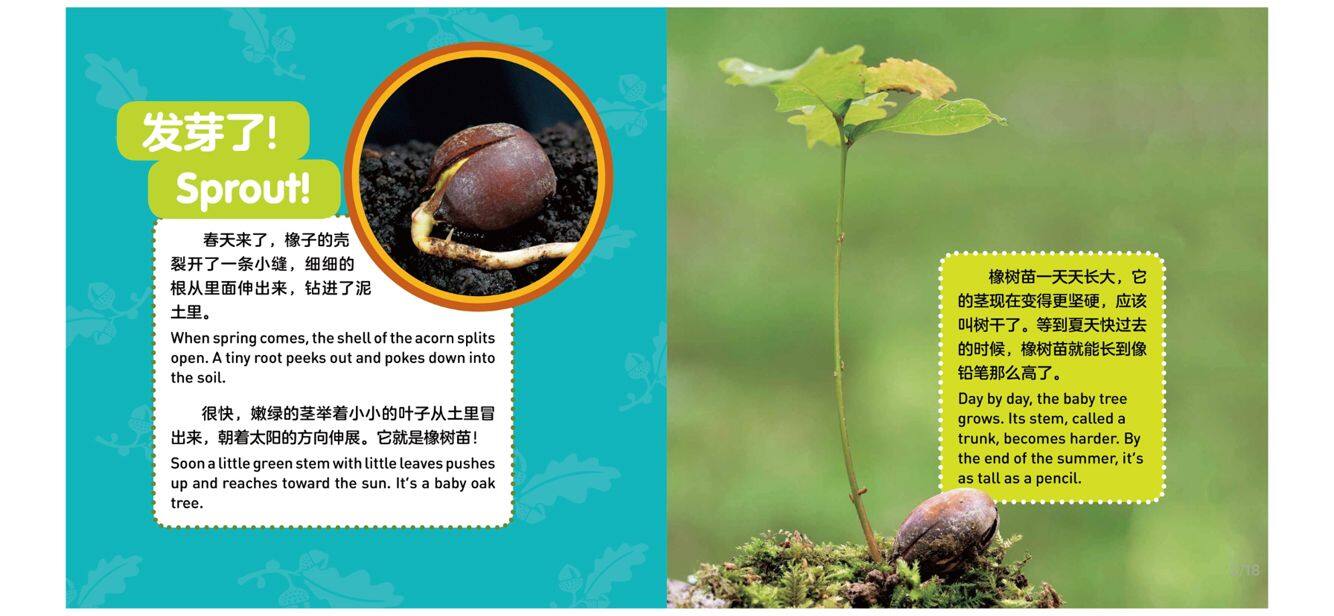 树的成长绘本故事第5页