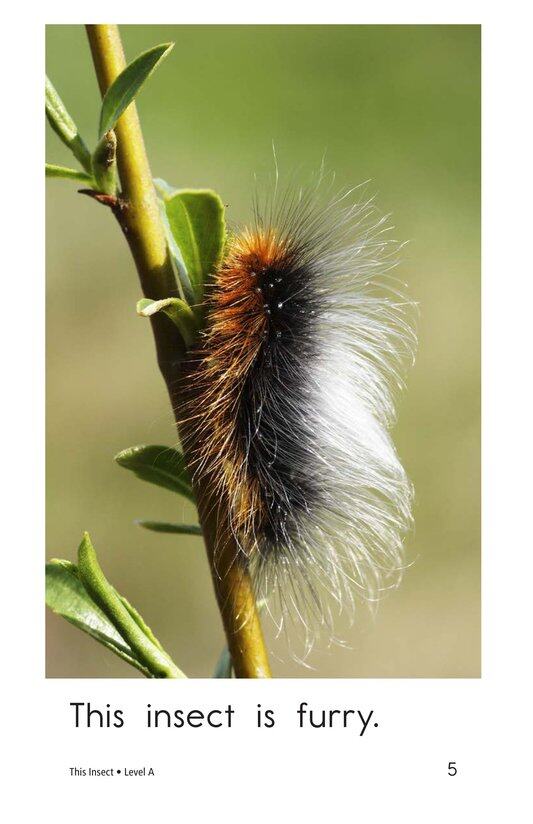 This Insect绘本故事第5页