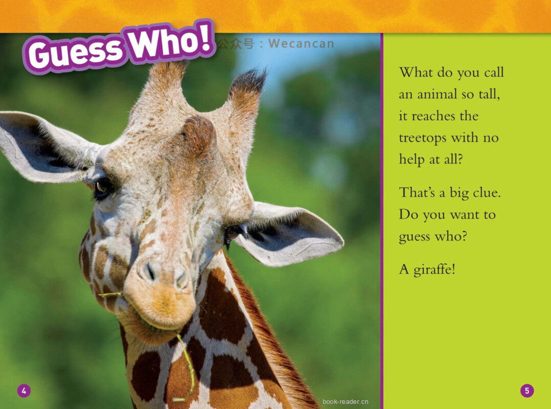 Giraffes绘本故事第3页