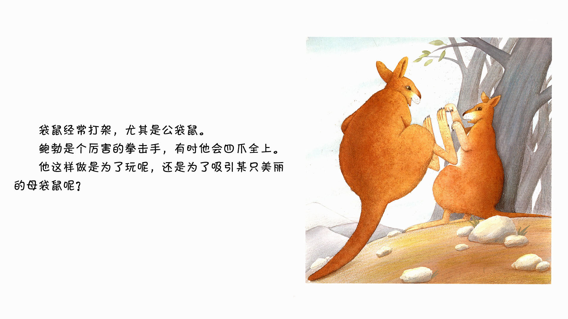 袋鼠绘本故事第3页
