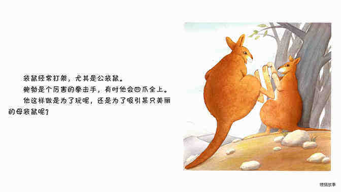 袋鼠绘本故事第3页