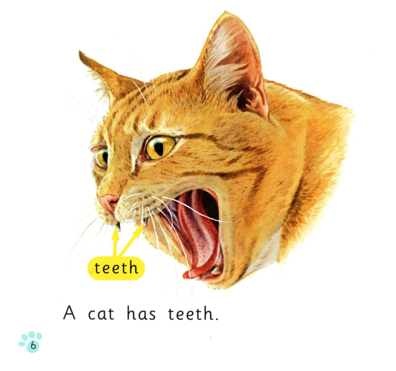 Cats绘本故事第5页