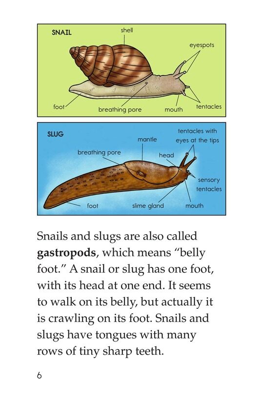 The Secret Lives of Snails and Slugs绘本故事第5页