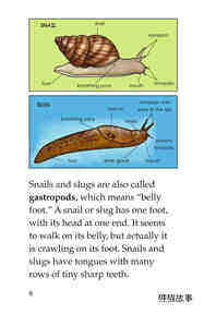 The Secret Lives of Snails and Slugs绘本故事第5页
