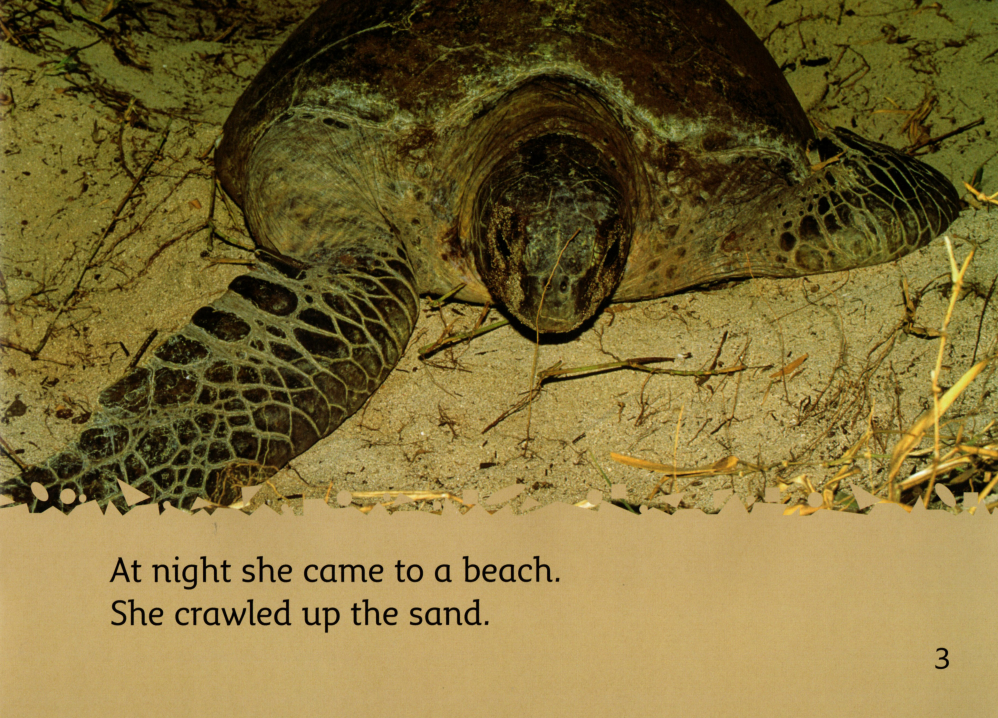 The BABY Turtle绘本故事第4页