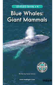 Blue Whales Giant Mammals