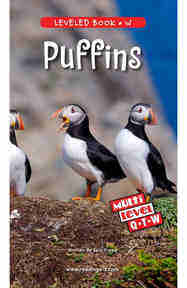 Puffins