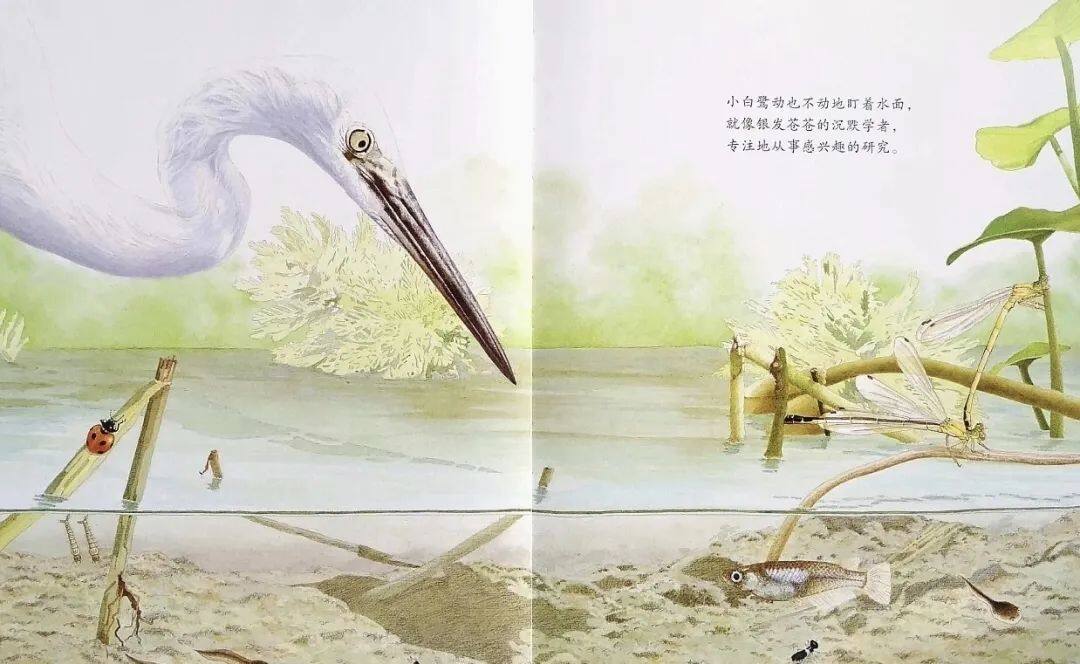 池上池下绘本故事第4页