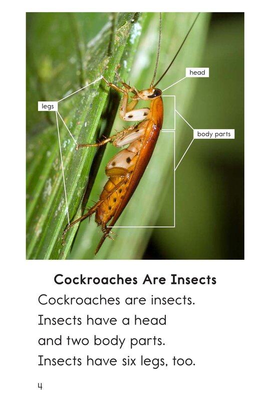 Cockroaches绘本故事第3页