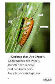 Cockroaches绘本故事第3页