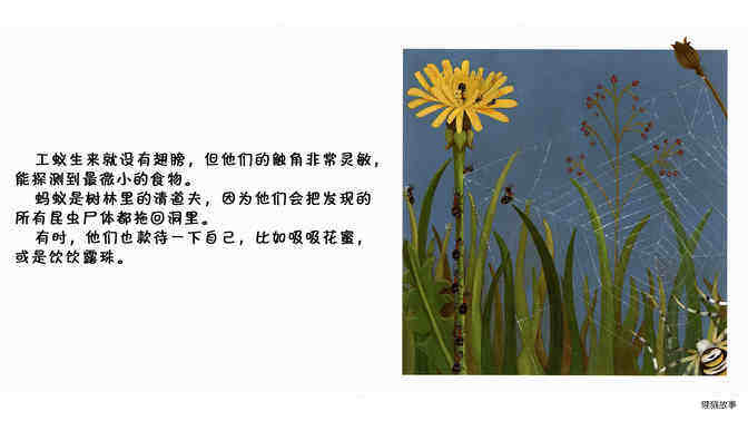 蚂蚁绘本故事第5页