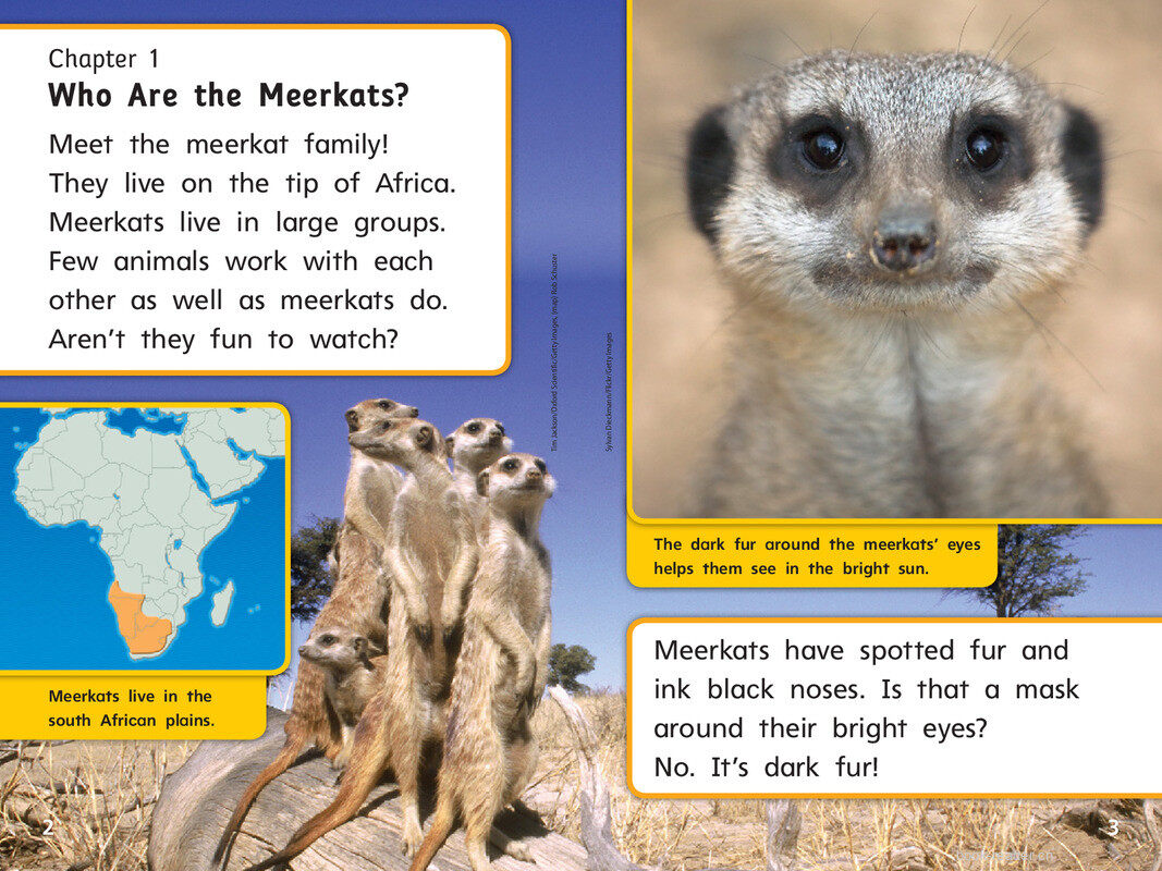 G1 Bey U2W3 Meerkat Family绘本故事第4页