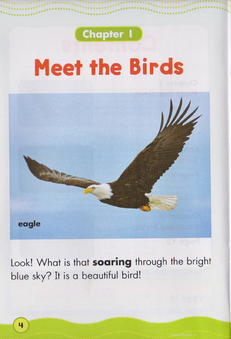 Beautiful Birds绘本故事第3页