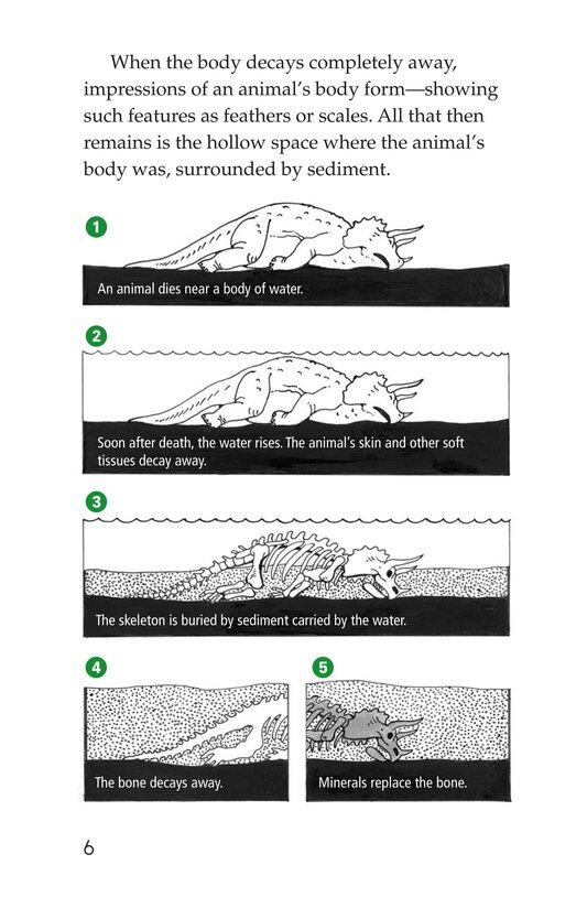 Early Birds Fossils and Feathers绘本故事第5页