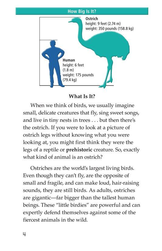 Ostriches Giant Birds绘本故事第3页