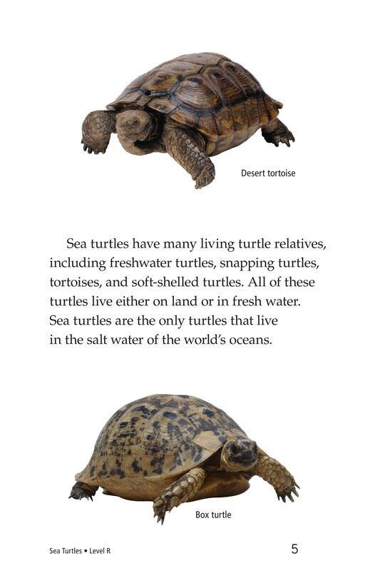 Sea Turtles绘本故事第4页