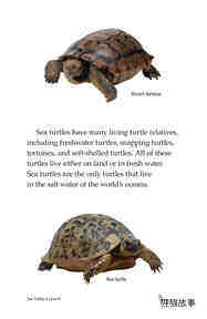 Sea Turtles绘本故事第4页
