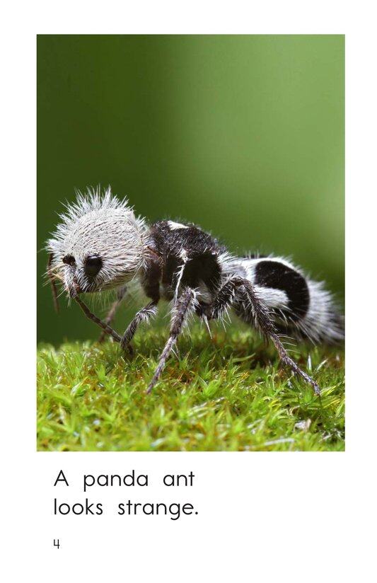 Strange Animals绘本故事第4页