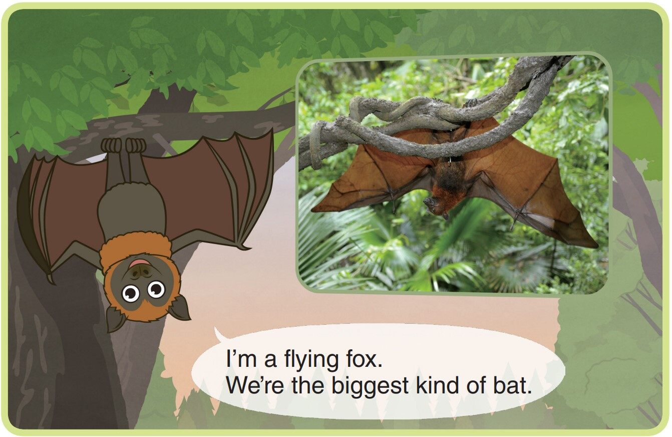 Flying Fox绘本故事第3页