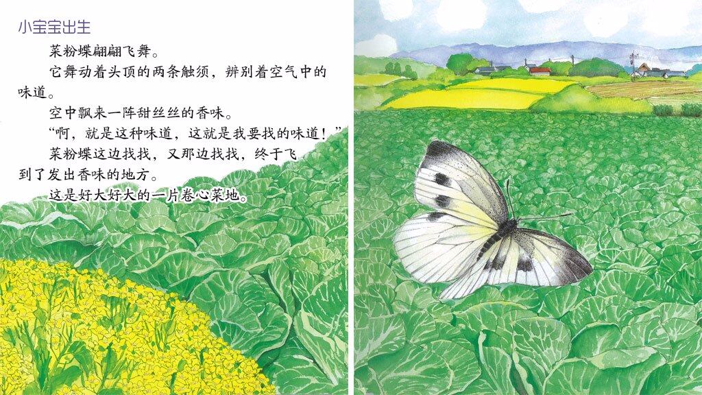 变身魔术师菜粉蝶绘本故事第4页