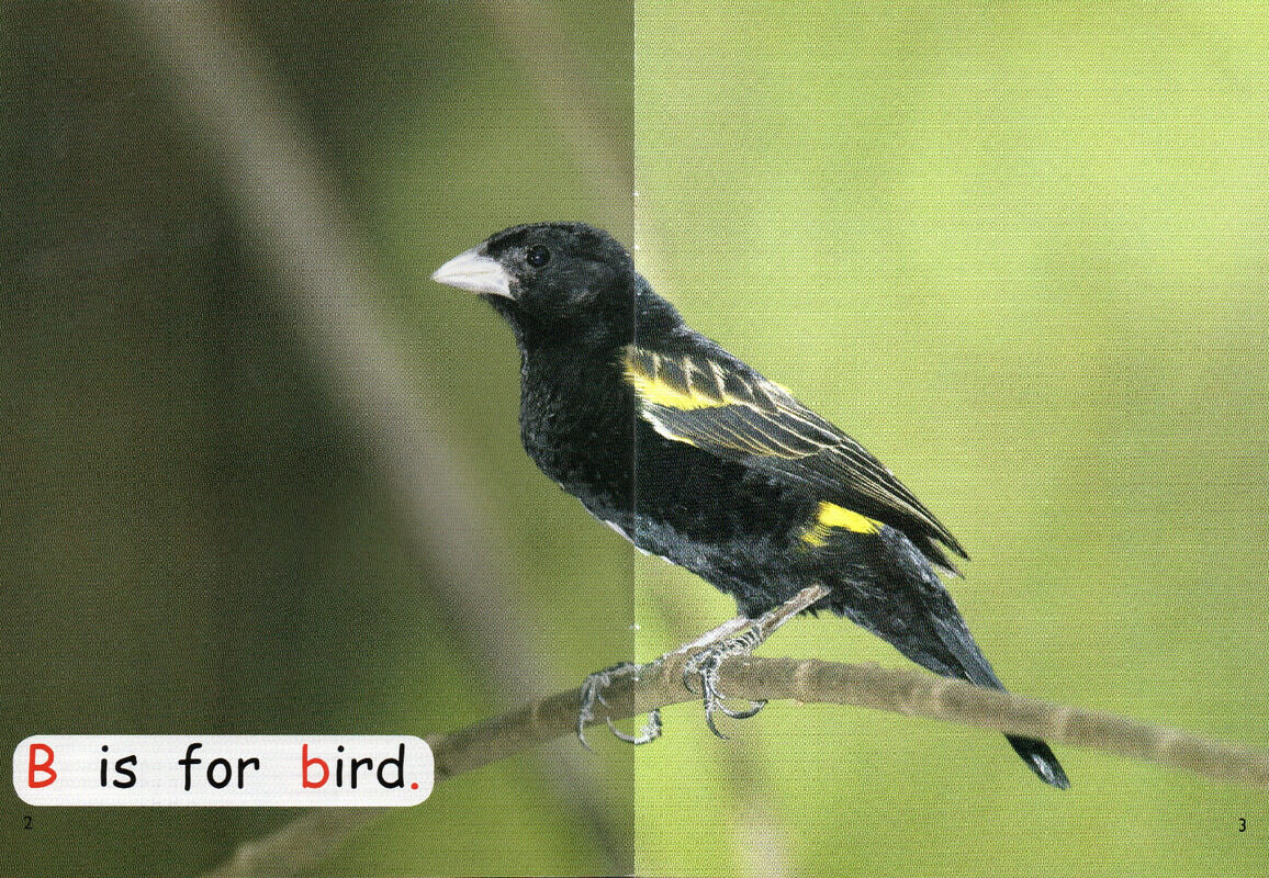 who has claws绘本故事第3页