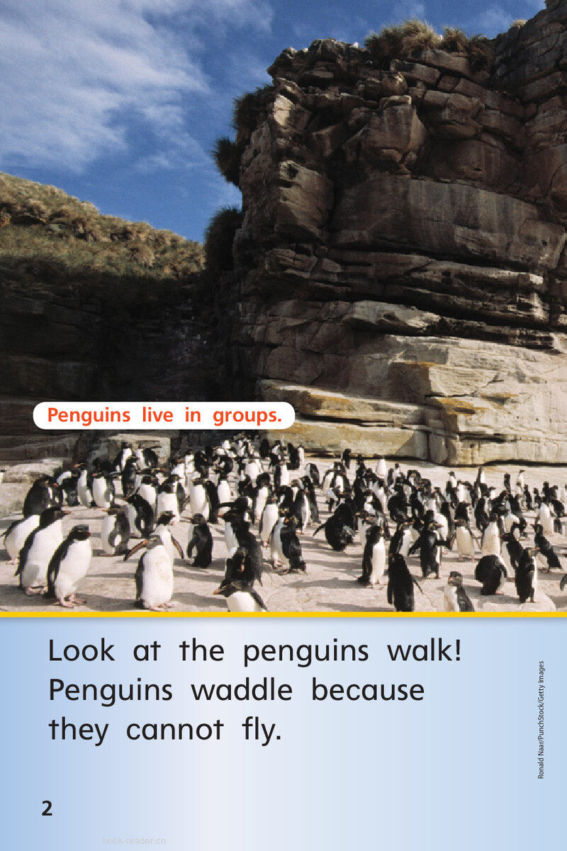 G1 ELL U4W2 Penguins All Around绘本故事第4页