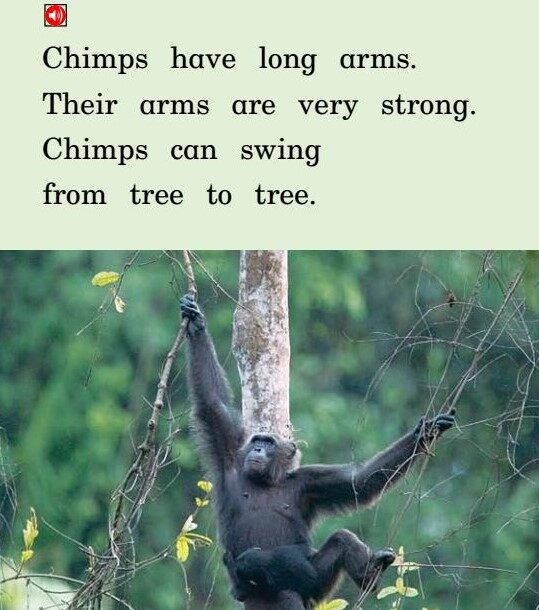 All About Chimps绘本故事第4页