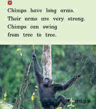 All About Chimps绘本故事第4页