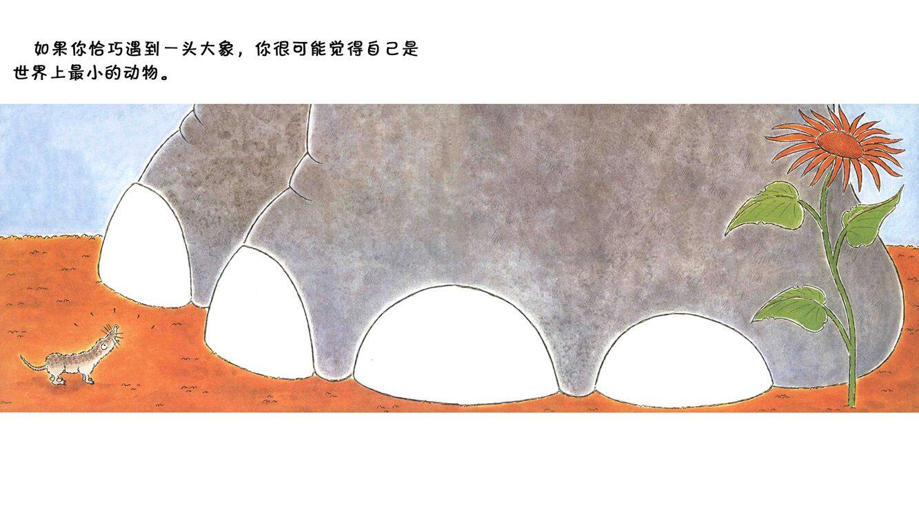 还有什么比鼩鼱更小吗？绘本故事第5页