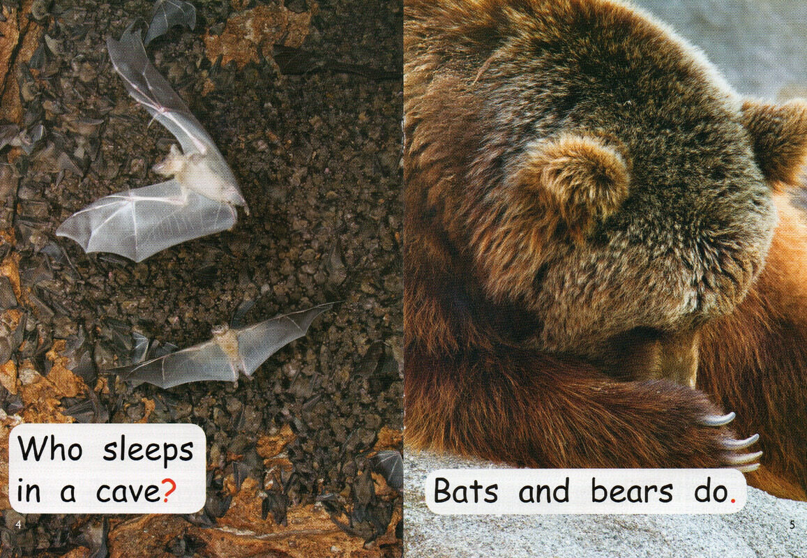 where do animals sleep绘本故事第4页