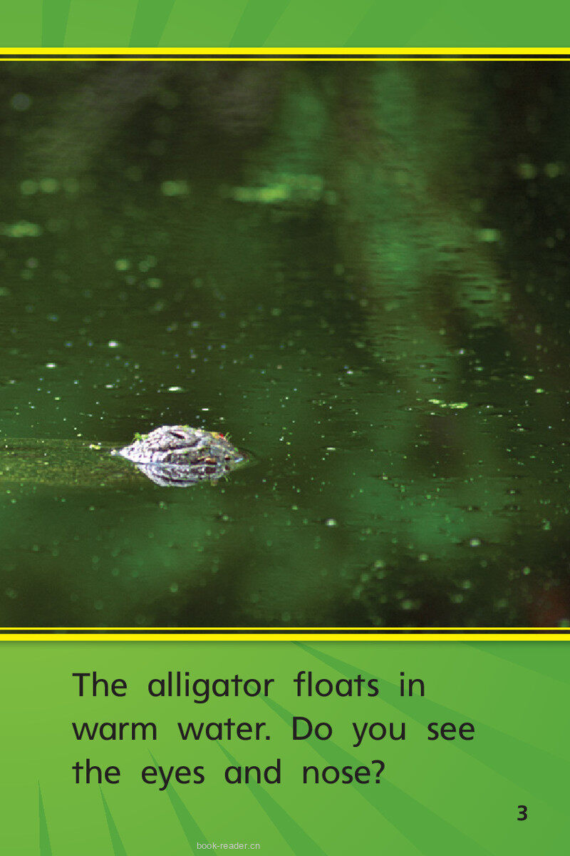 G1 App U4W3 Go, Gator!绘本故事第5页