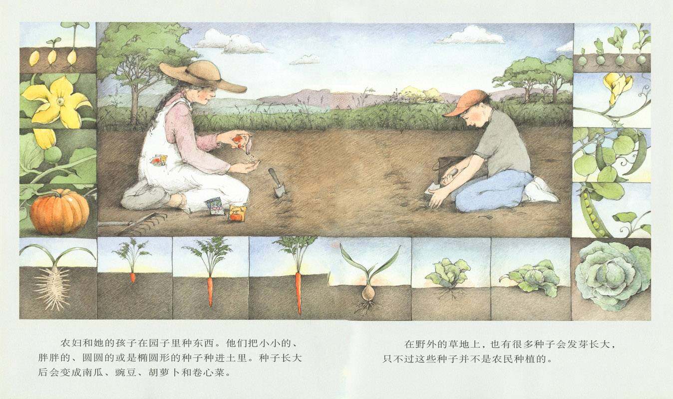 野地上的花园绘本故事第2页