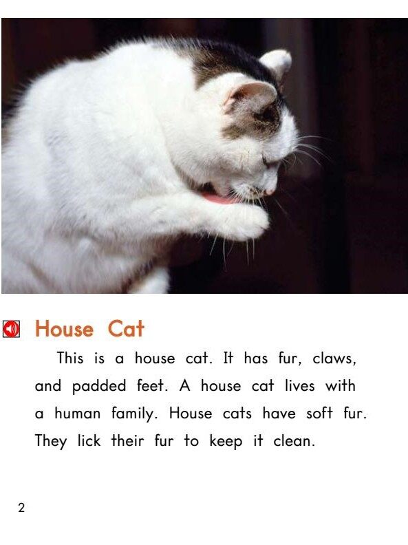 Little Cat,Big Cat绘本故事第3页