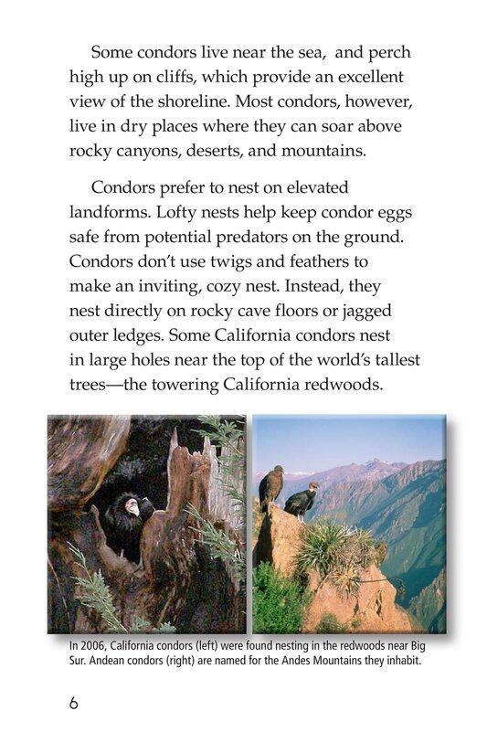 Condors Giant Birds绘本故事第5页