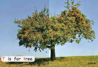 an apple tree绘本故事第3页
