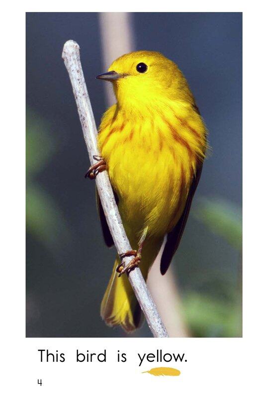 Bird Colors绘本故事第4页