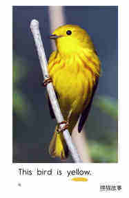 Bird Colors绘本故事第4页